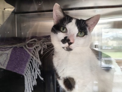 Monsieur Moo - Domestic Short Hair