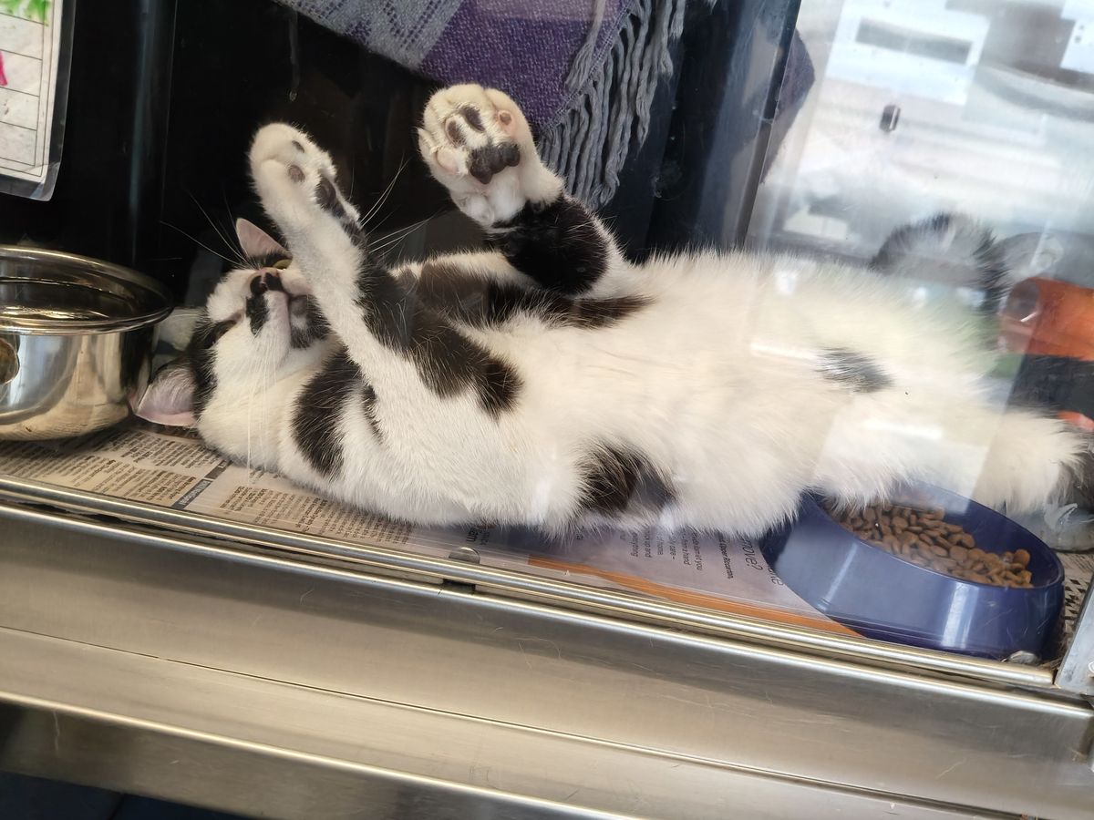 Gallery image: Monsieur Moo