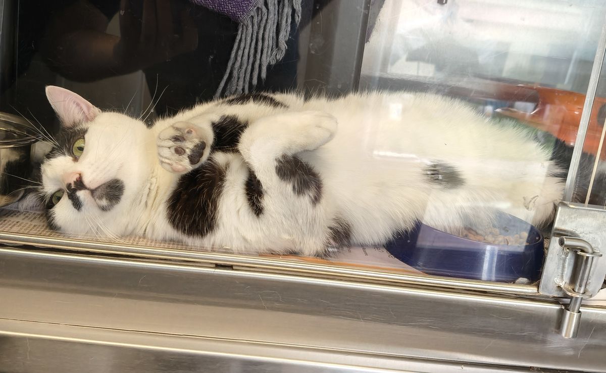 Gallery image: Monsieur Moo