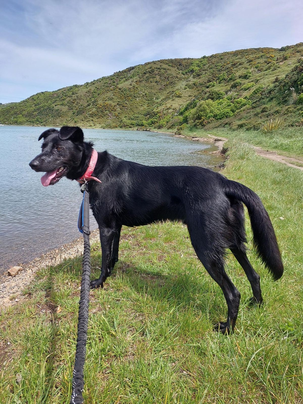 Gallery image: Lucky