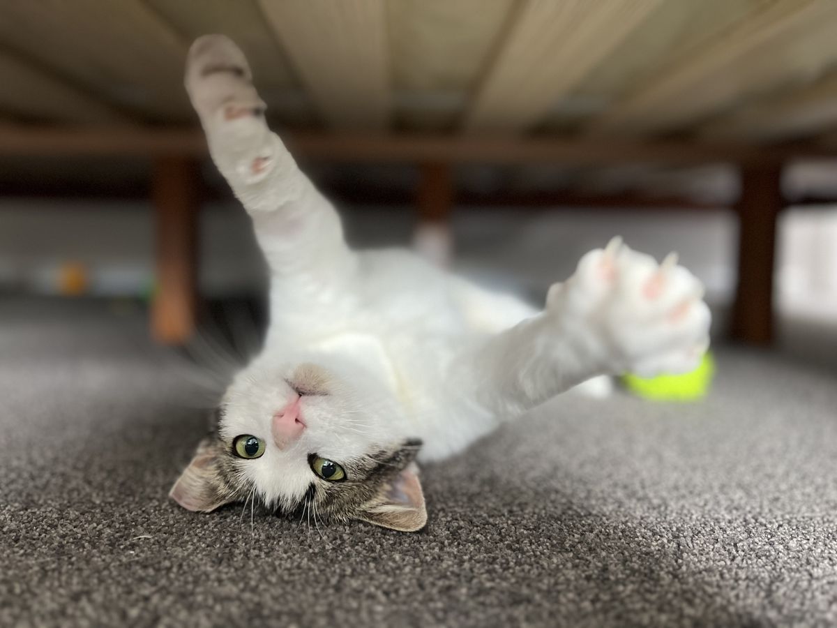 Gallery image: Armillaria