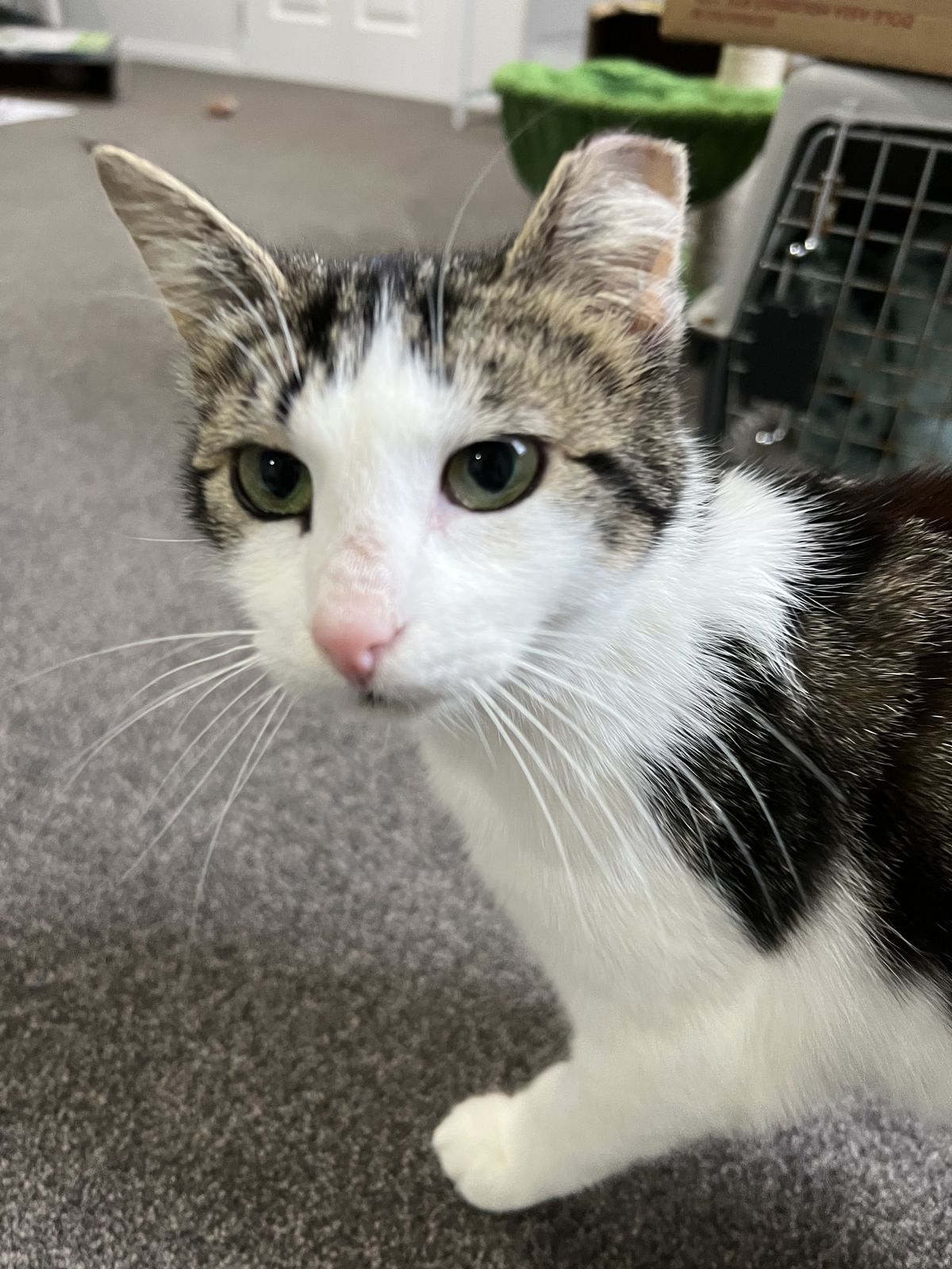 Gallery image: Armillaria