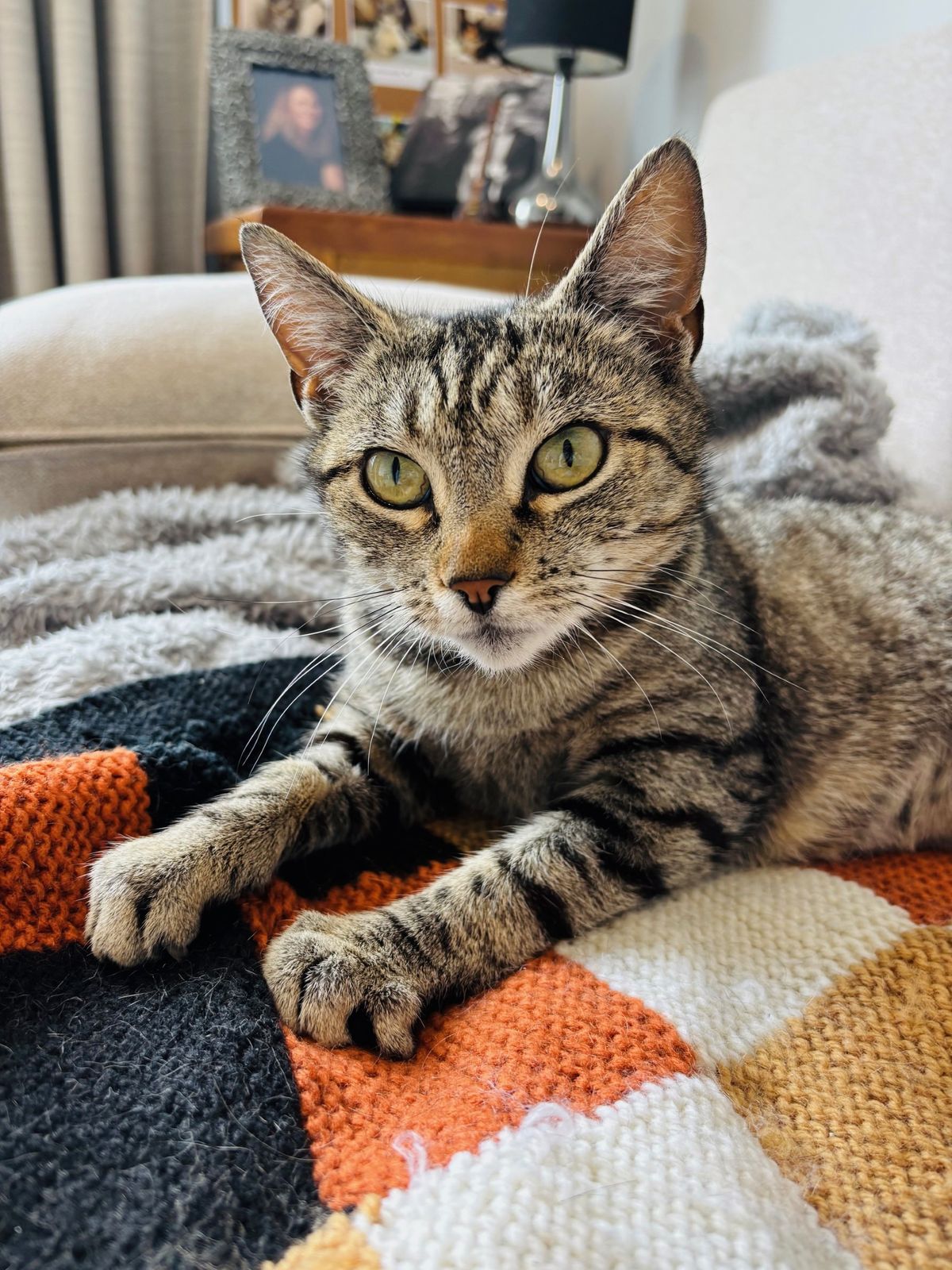 Gallery image: Nyala