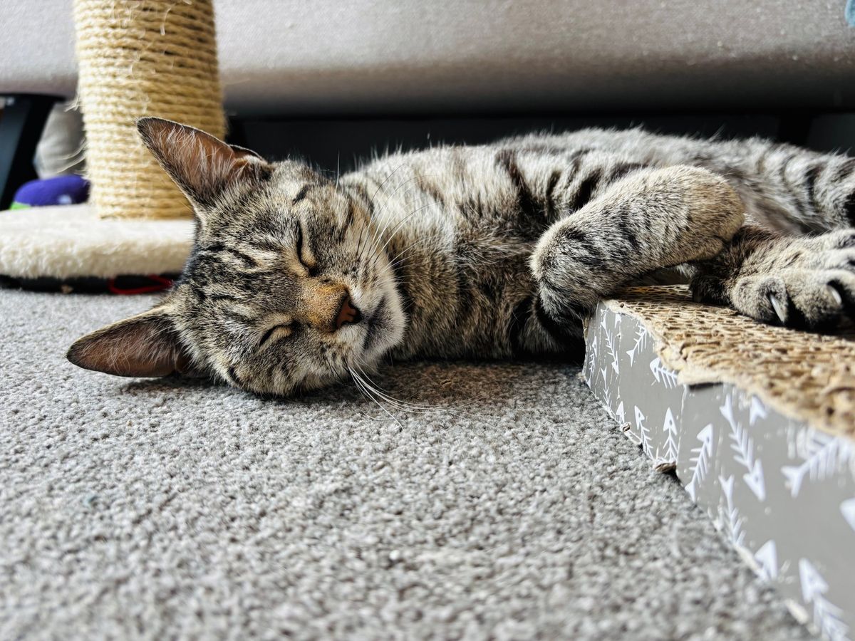 Gallery image: Nyala