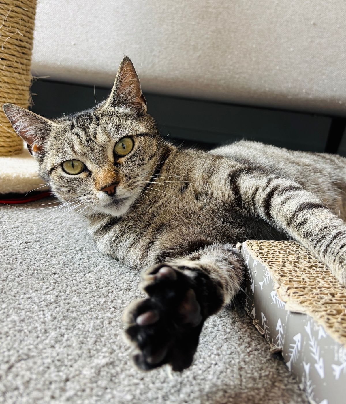 Gallery image: Nyala