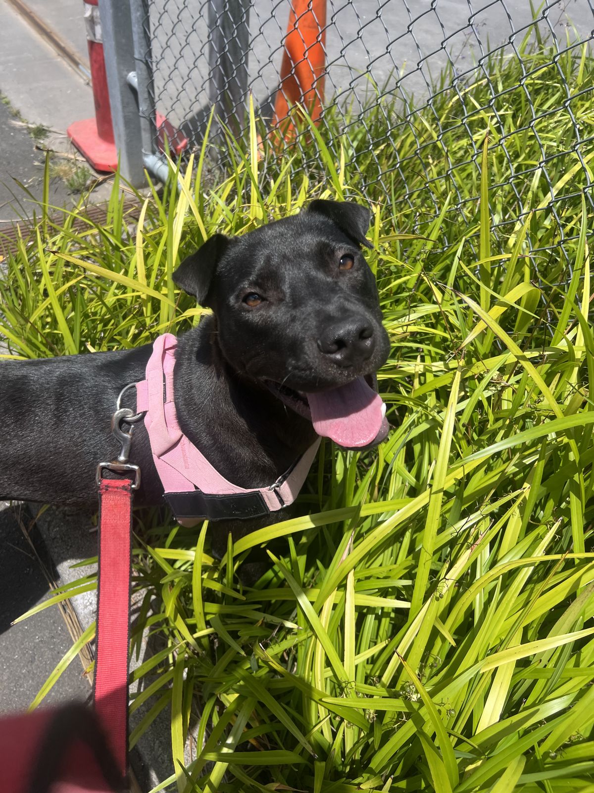 Gallery image: Sundae