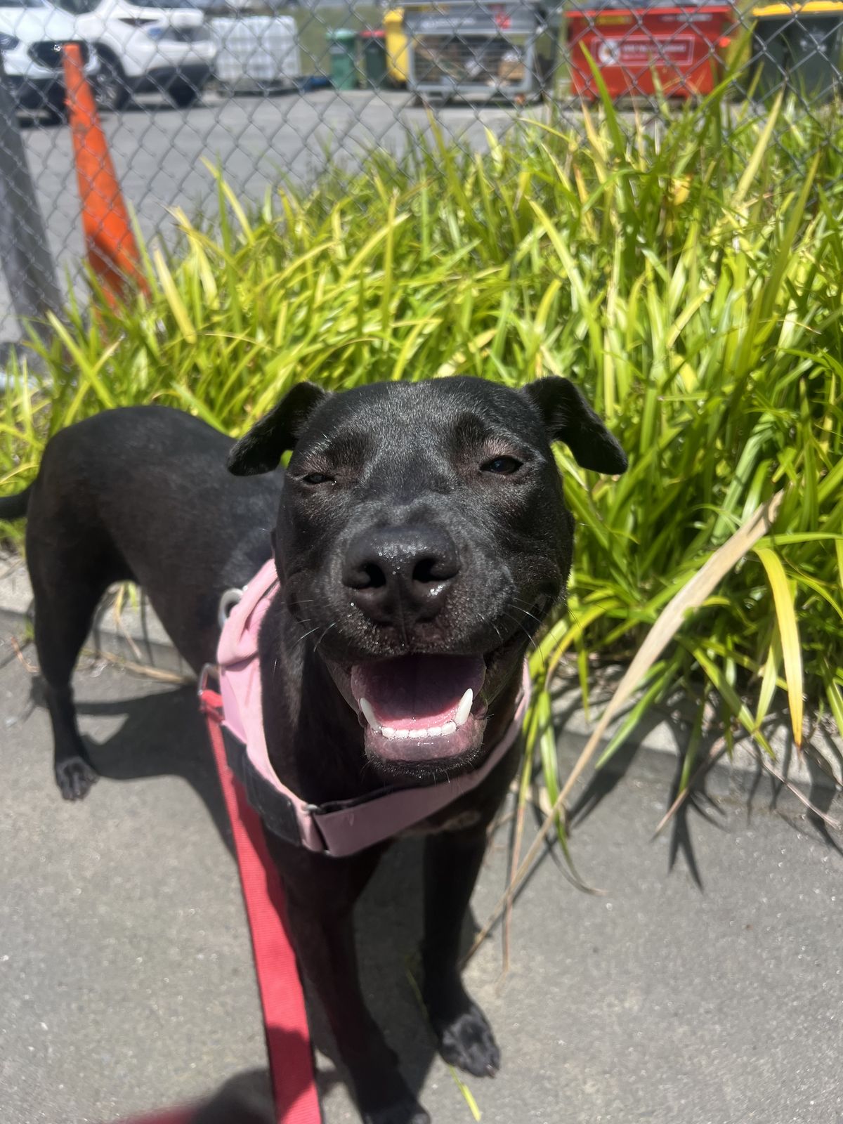 Gallery image: Sundae