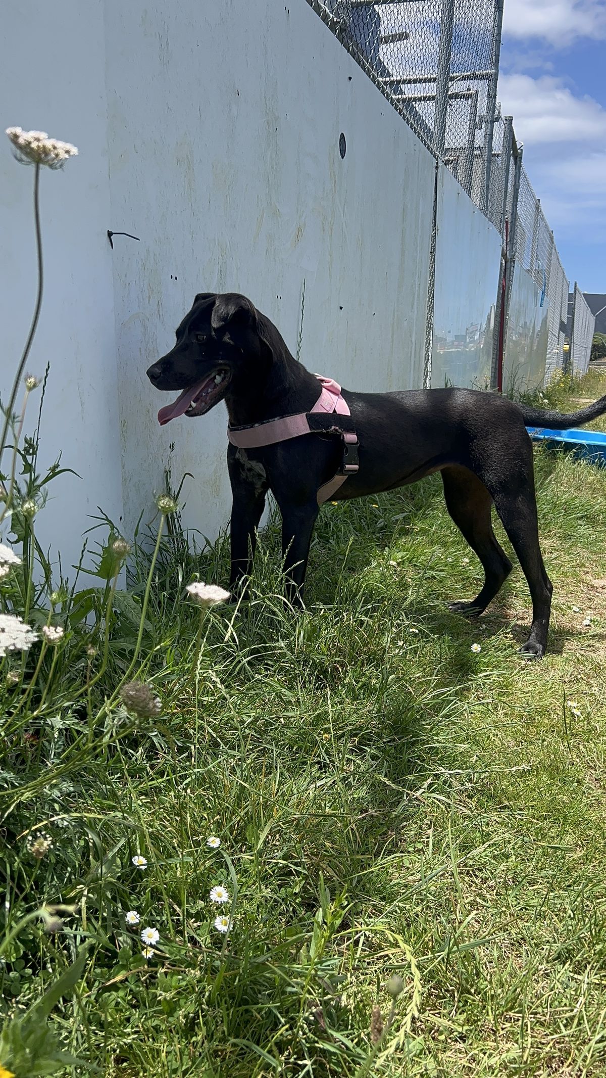 Gallery image: Sundae