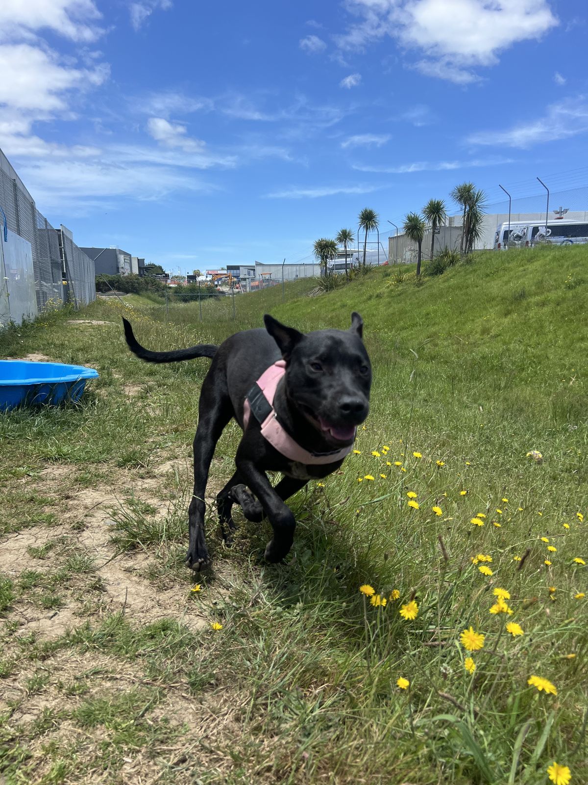 Gallery image: Sundae