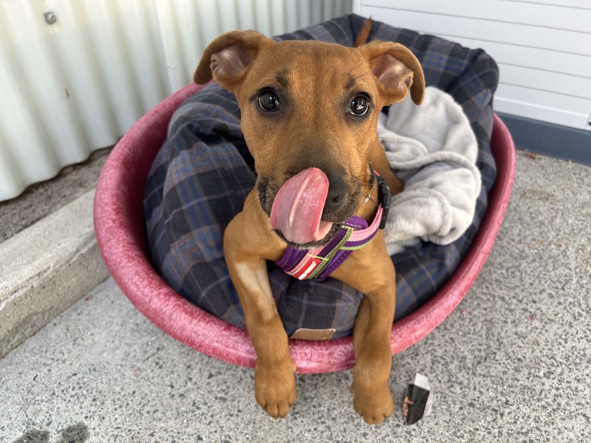 Gallery image: Noodle