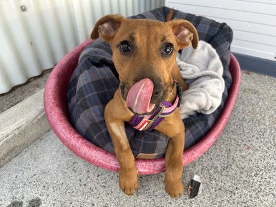 Noodle - Medium Cross Breed