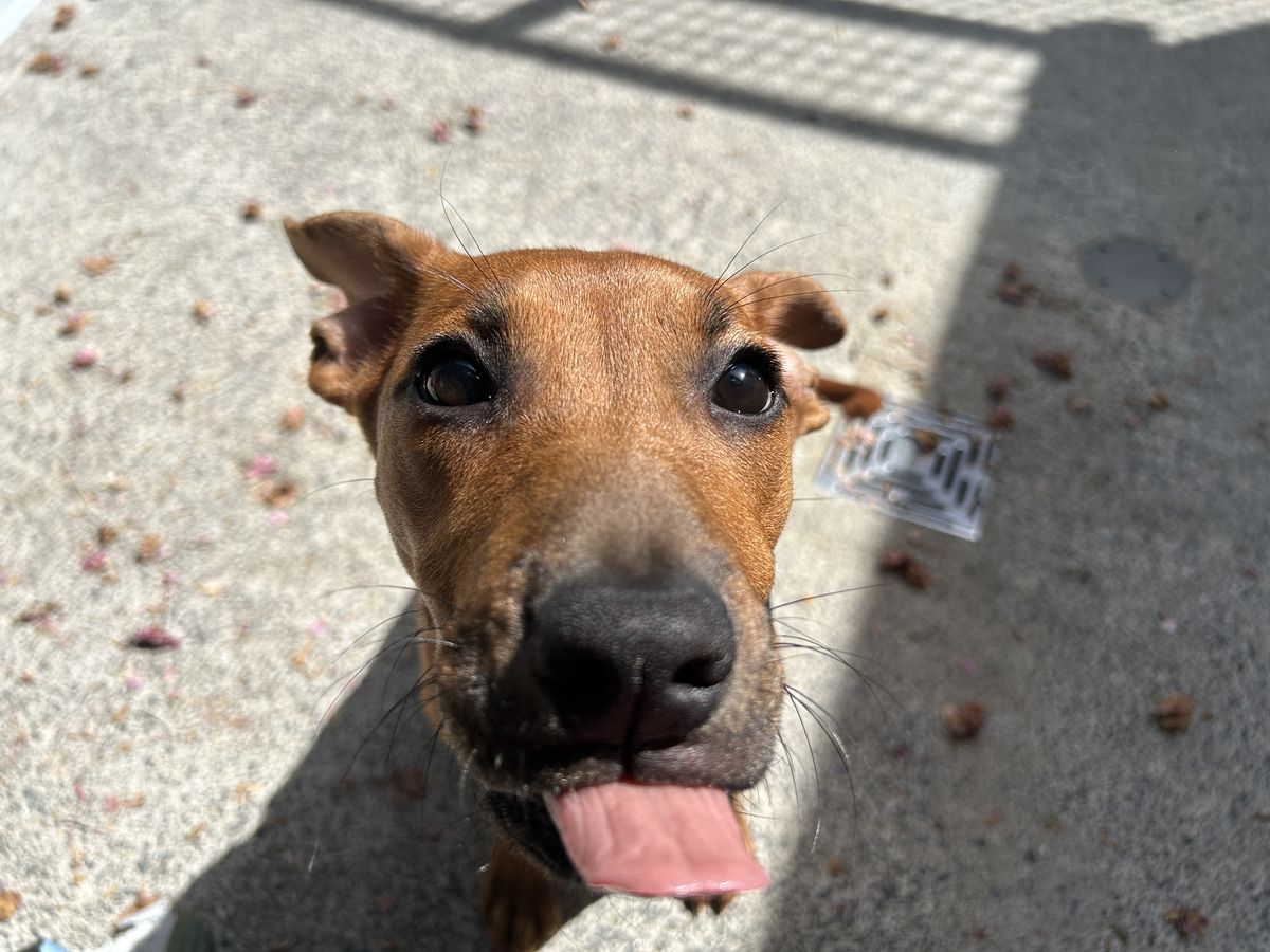 Gallery image: Noodle