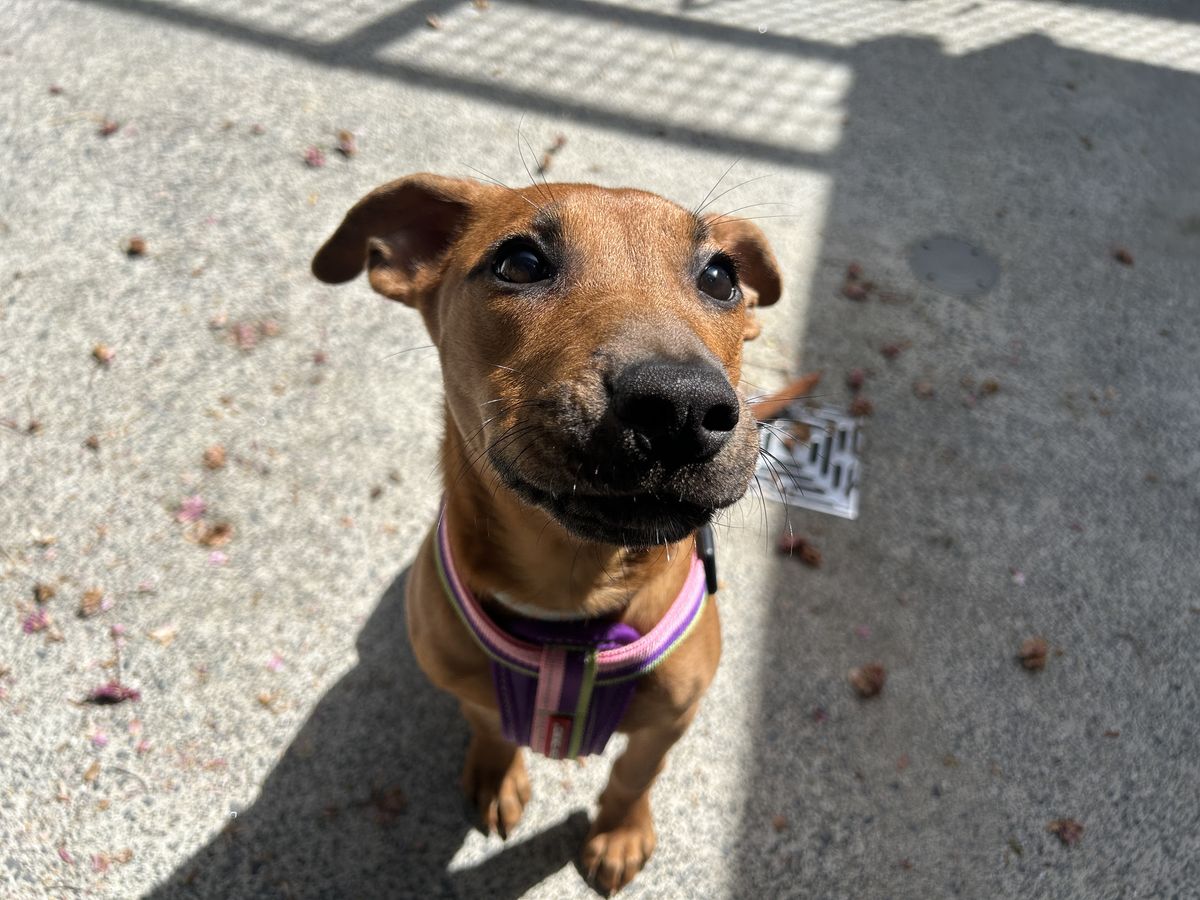 Gallery image: Noodle