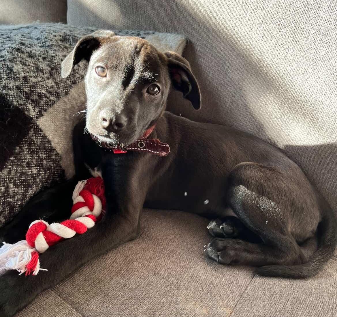 Gallery image: Olive