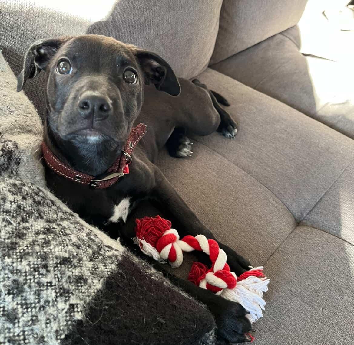 Gallery image: Olive