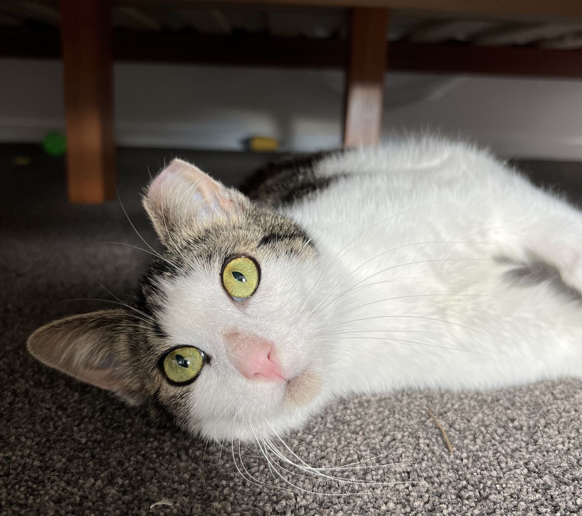 Gallery image: Armillaria