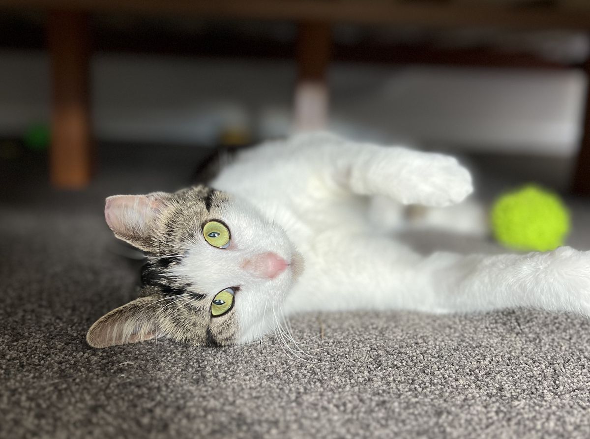 Gallery image: Armillaria