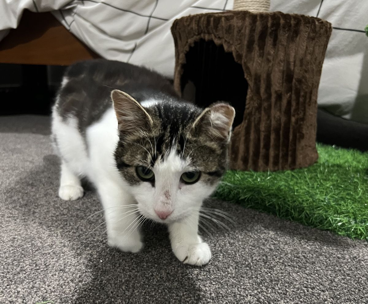 Gallery image: Armillaria