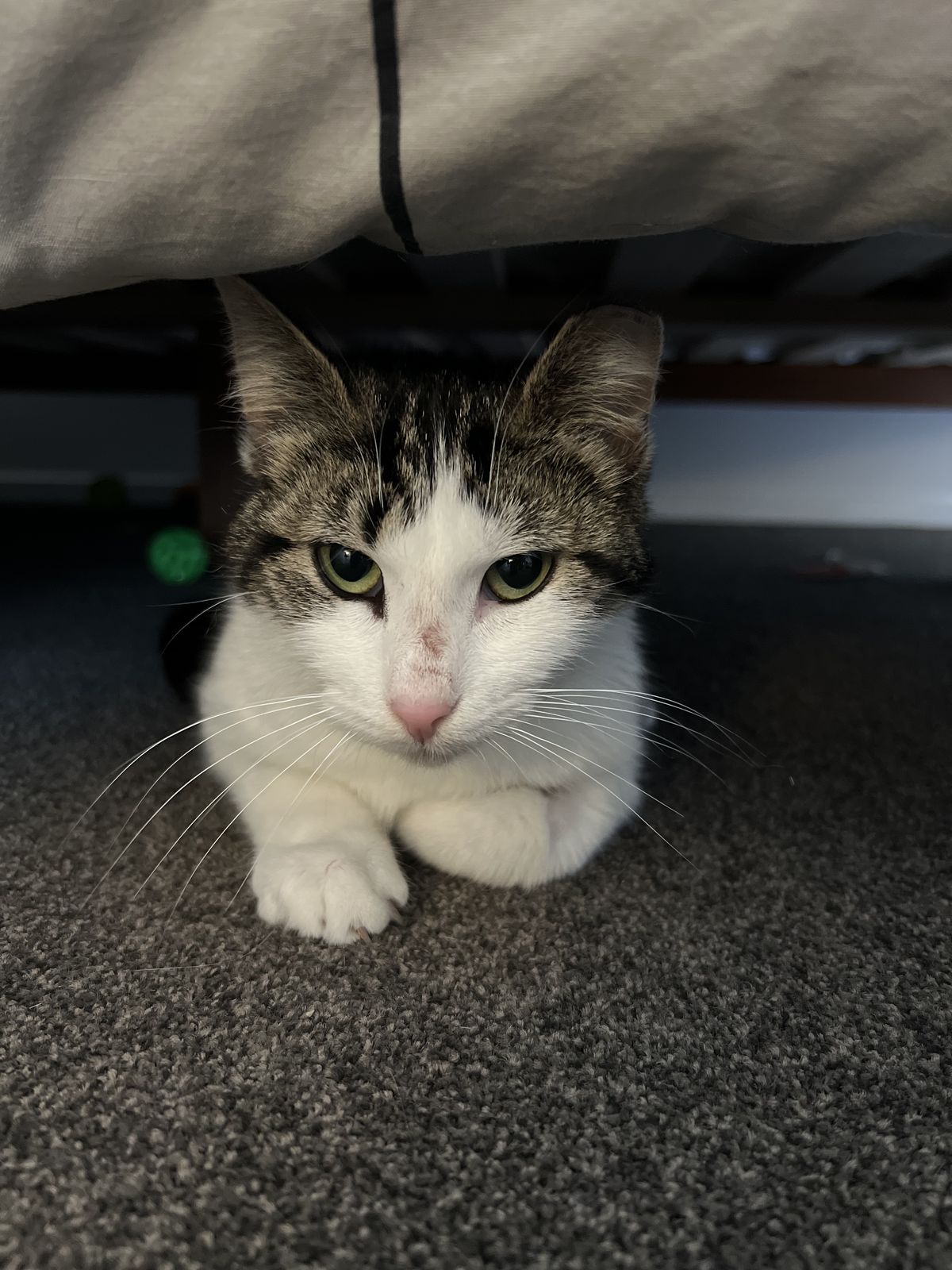 Gallery image: Armillaria