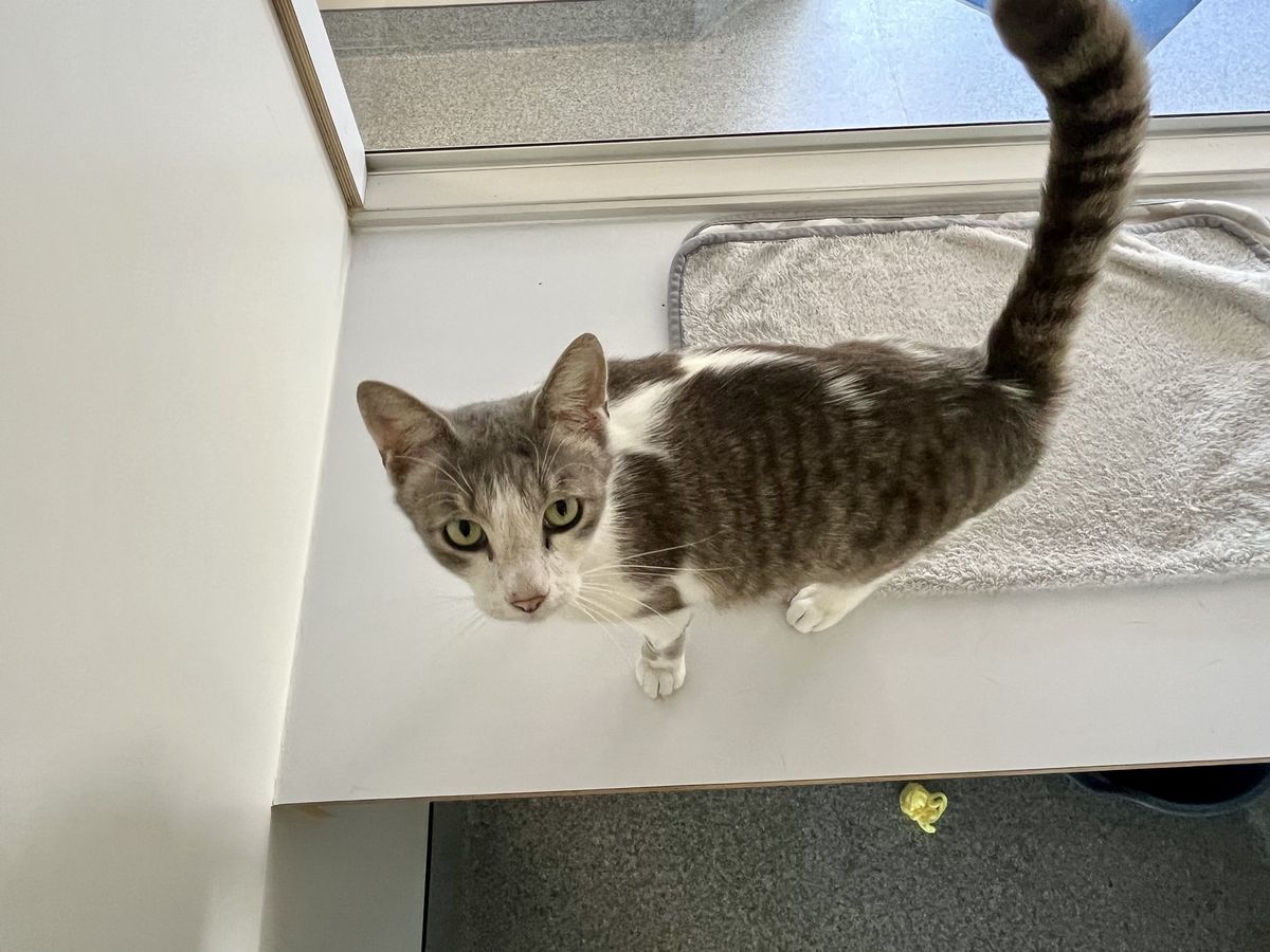 Gallery image: Snowy