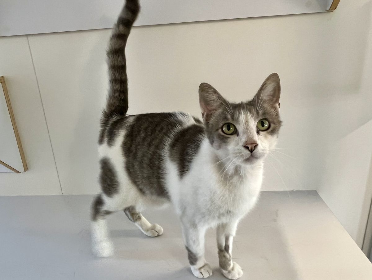 Gallery image: Snowy