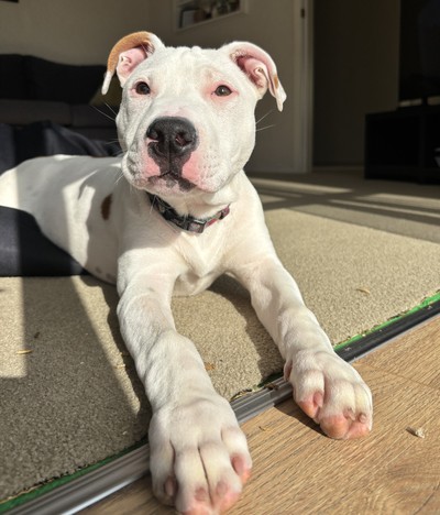 Neo - Medium Cross Breed