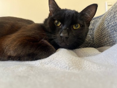 Chip - Domestic Short Hair