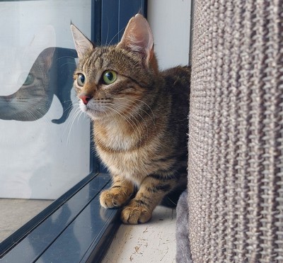 Tappy - Domestic Short Hair