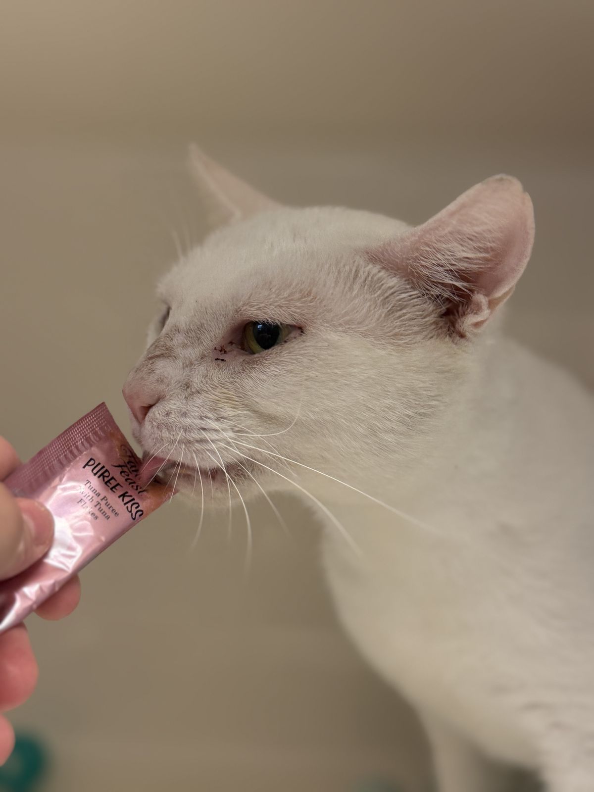 Gallery image: Everest 