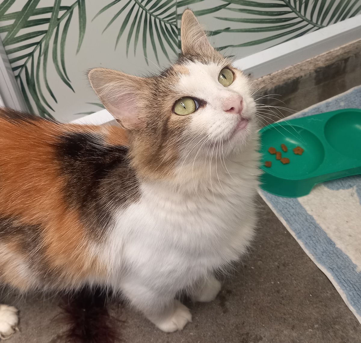 Gallery image: Cheskie