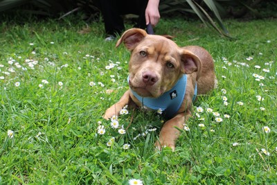 Frodo - American Staffy