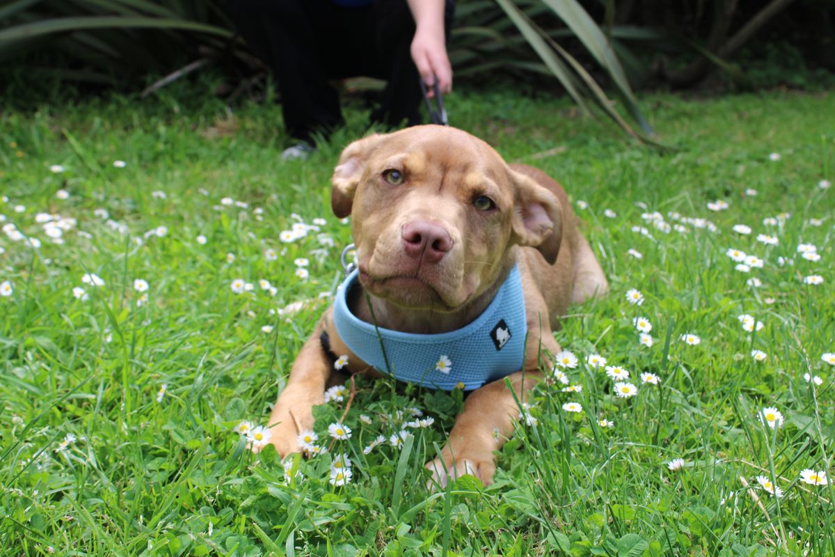 Gallery image: Frodo