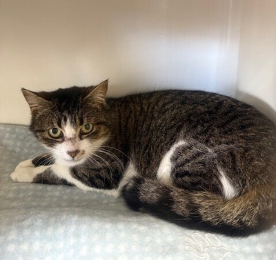 Missy - Domestic Short Hair