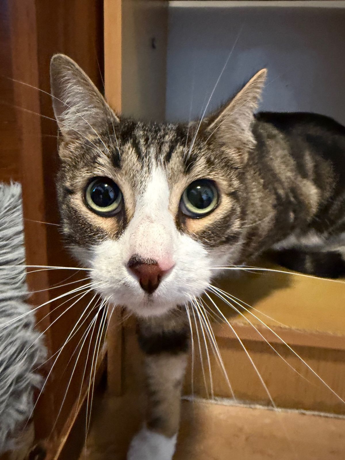 Gallery image: Anakin 