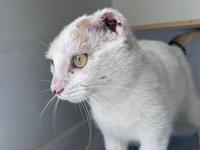 White cat with ears removed