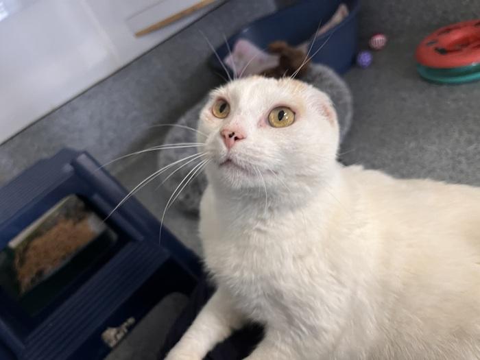 Tilly the white SPCA cat had her ears removed, looking up at the camera