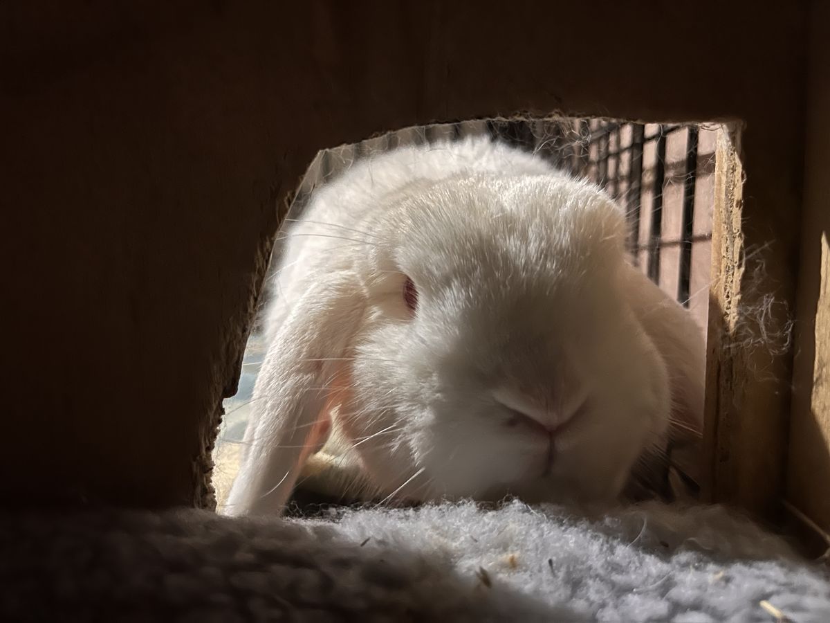 Gallery image: Kimchi