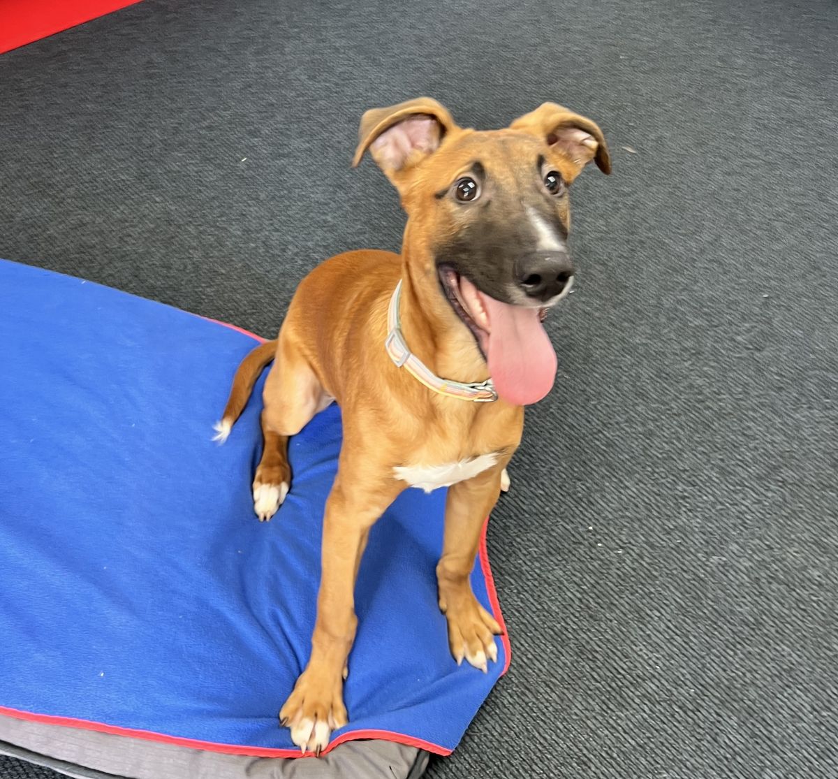 Gallery image: Beauden