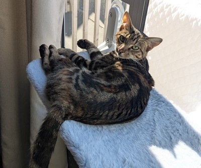 Lyra - Domestic Short Hair