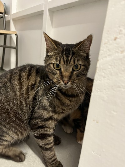 Greer - Domestic Short Hair