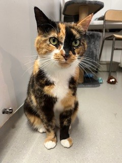 Grace - Domestic Short Hair