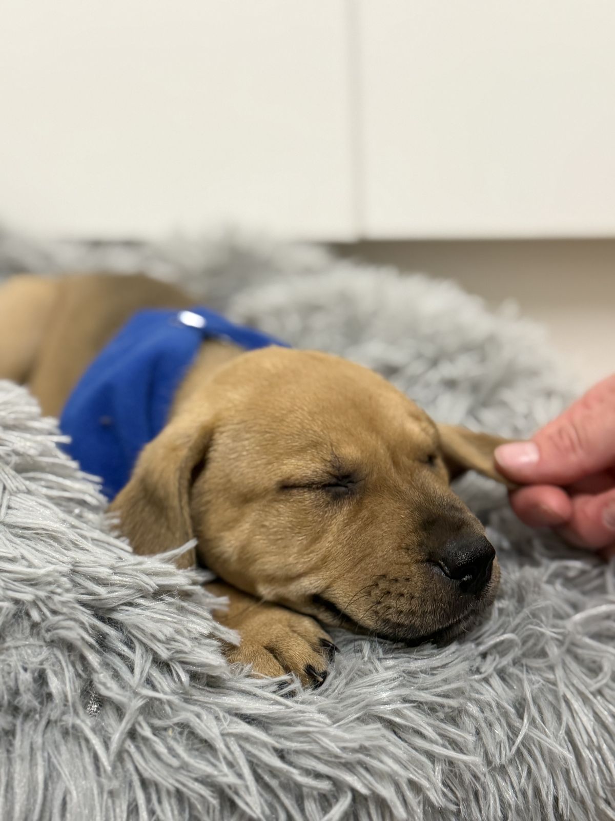 Gallery image: Fraser 