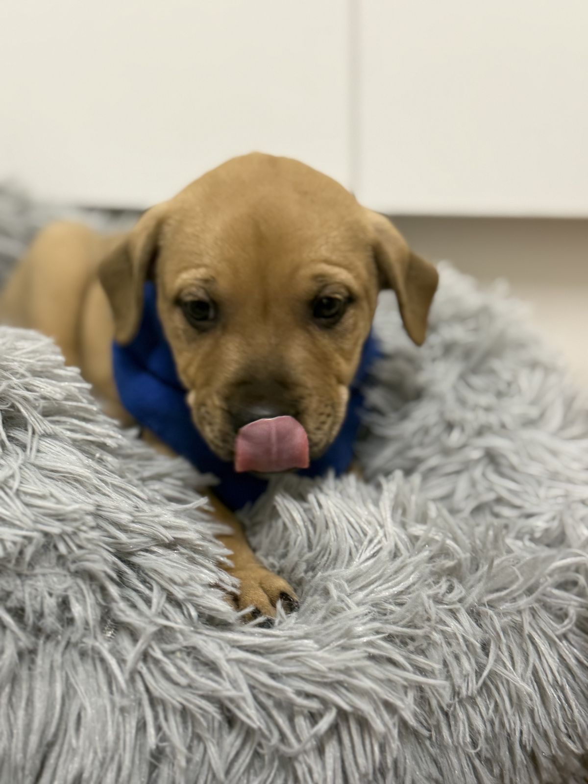 Gallery image: Fraser 