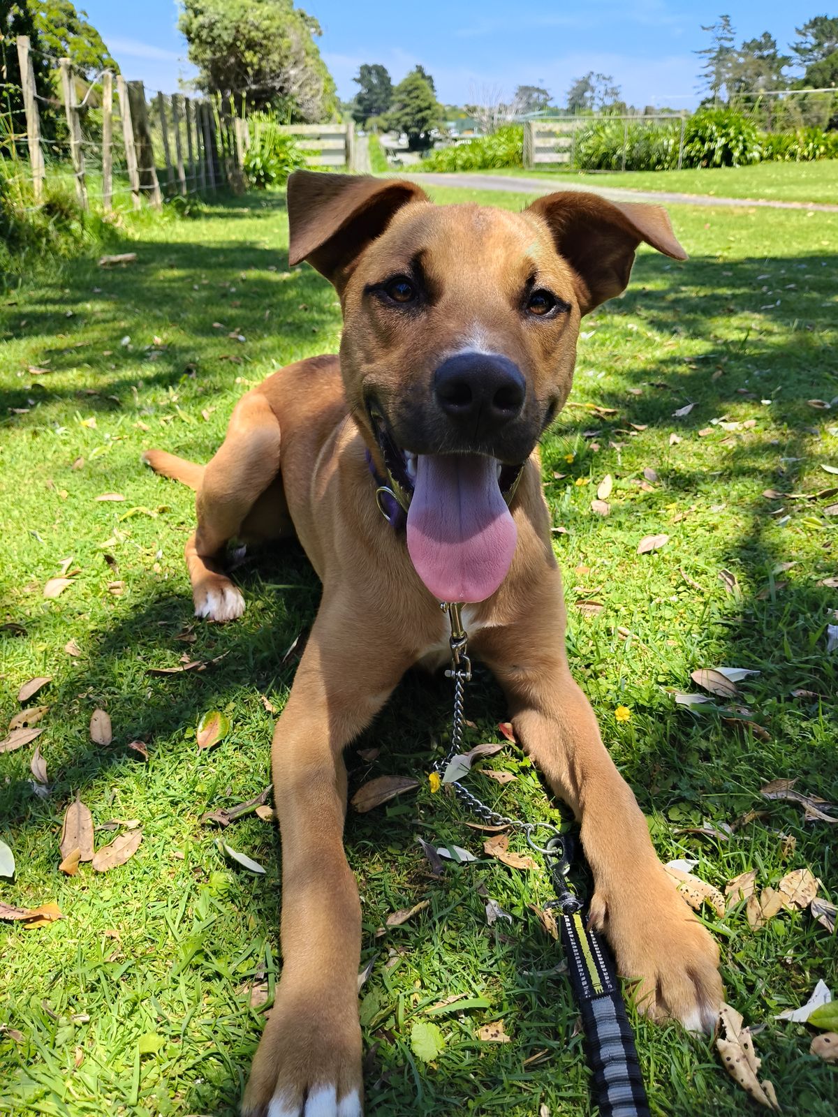 Gallery image: Harley