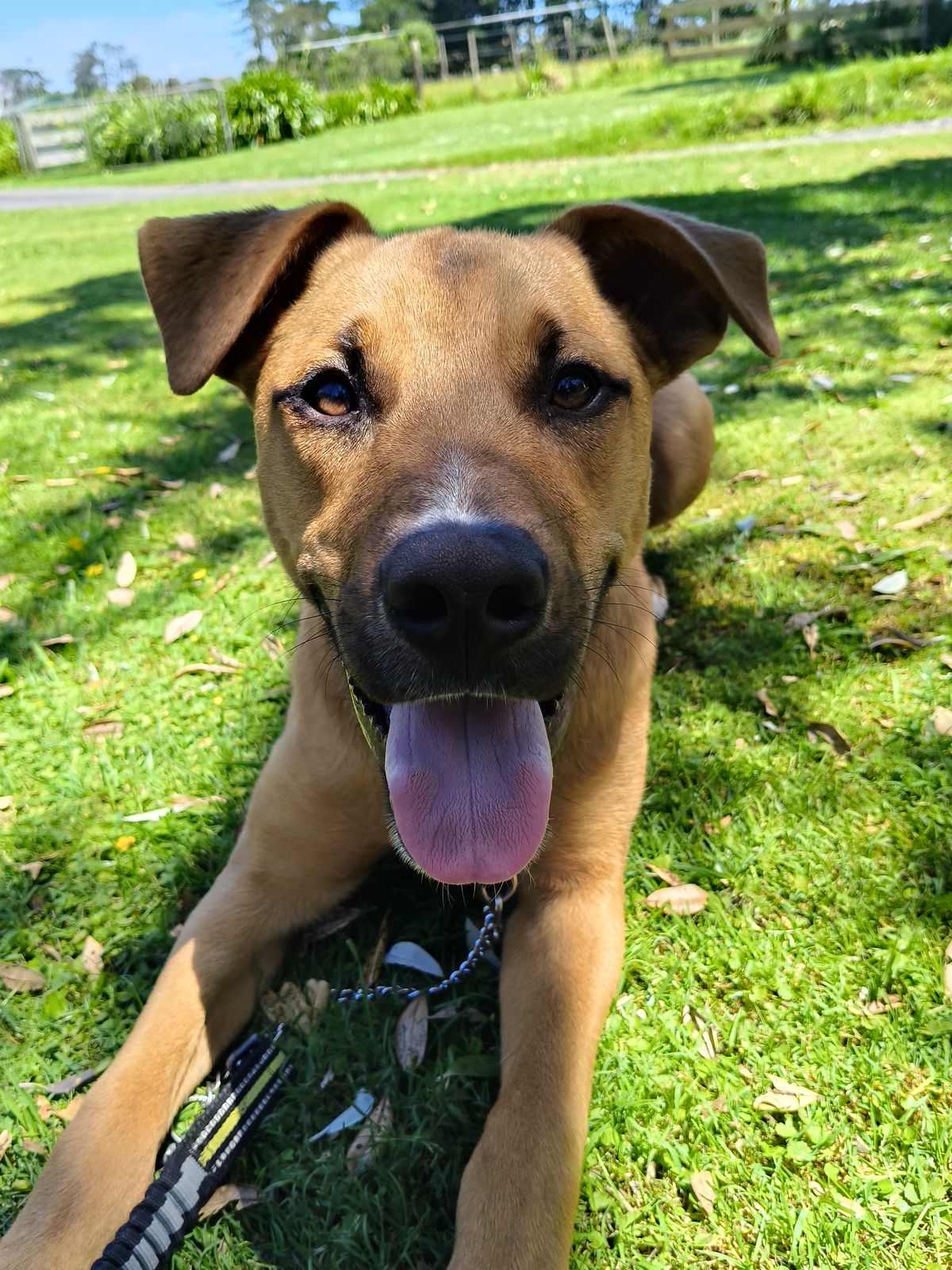 Gallery image: Harley