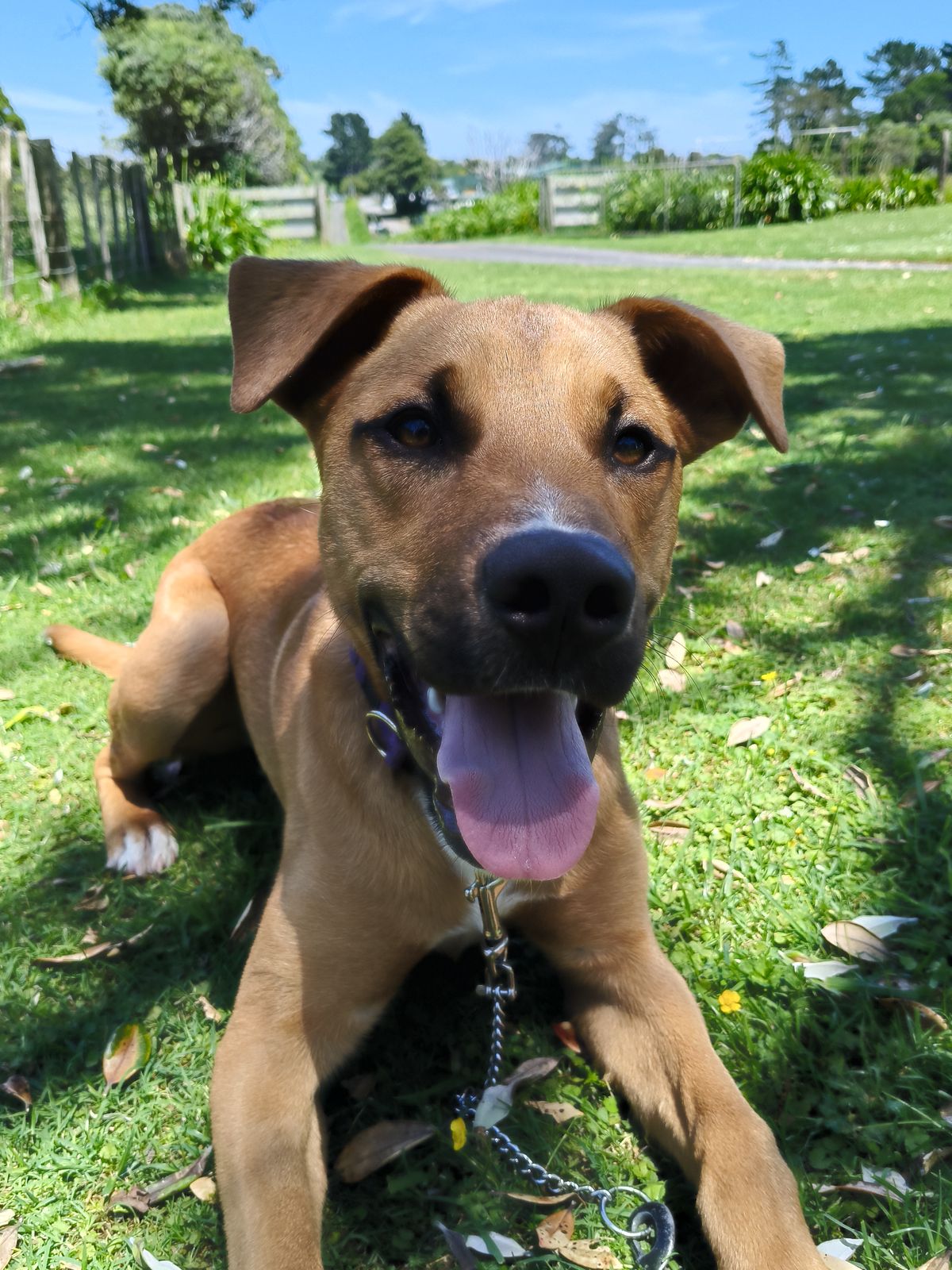 Gallery image: Harley