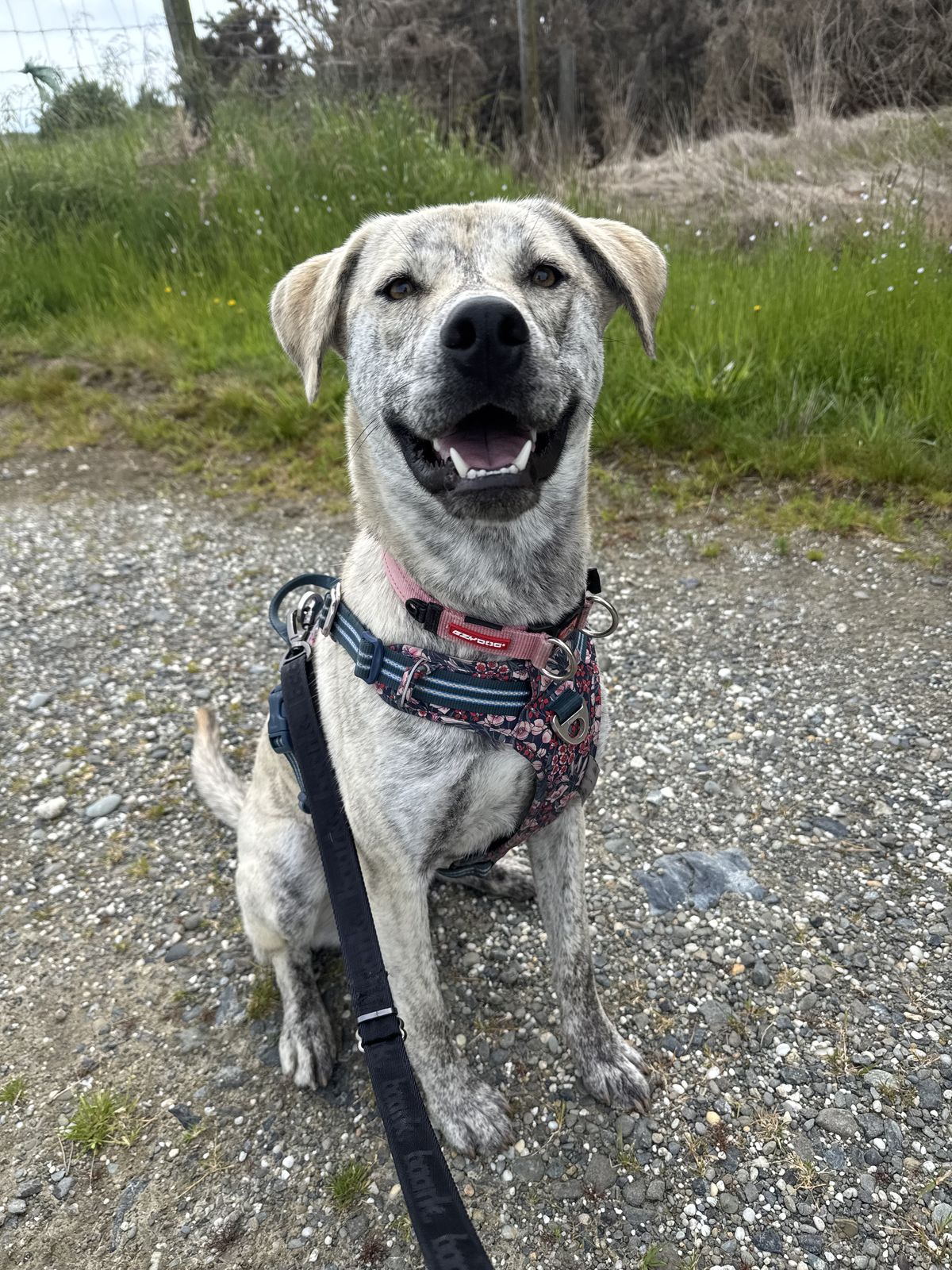 Gallery image: Shilo