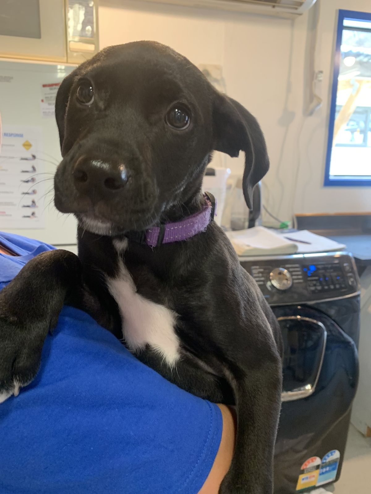 Gallery image: Alice