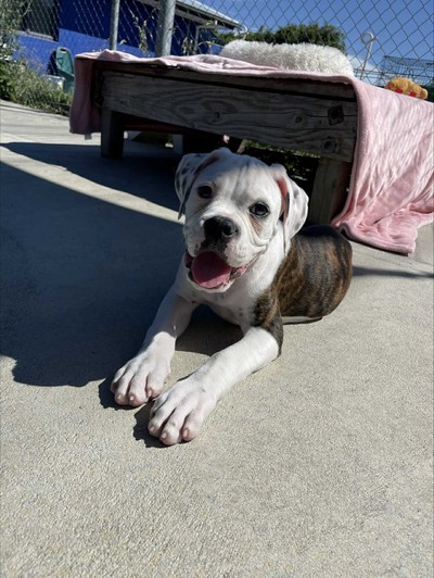 Bruno - Medium Cross Breed