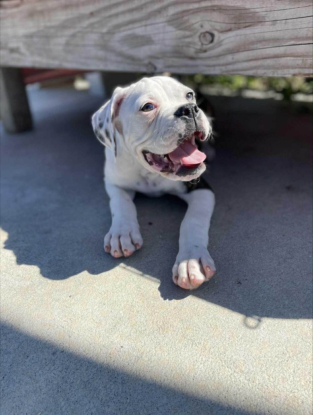 Gallery image: Bruno